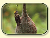 Birding in India