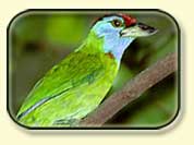India Birding, Birding in India