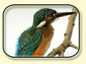 Birding in North East India, East India Birding, Birding in East India
