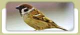 India Birding Tour