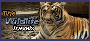 The Wildlife Travel