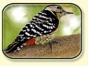 Birding in Central India, Central India Birding, 